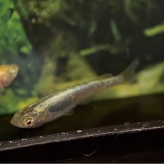 ゴールデンクウラ 1ペア メダカ めだか の画像