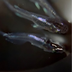 極上 ムラサキ 2ペア 種親クラス めだか メダカの画像