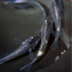 極上 ムラサキ 2ペア 種親クラス めだか メダカの画像
