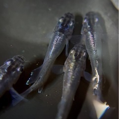 極上 ムラサキ 2ペア 種親クラス めだか メダカの画像