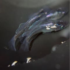 極上 ムラサキ 2ペア 種親クラス めだか メダカの画像