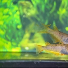 AW03R 若魚 1ペア メダカ めだかの画像