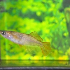 AW03R 若魚 1ペア メダカ めだかの画像