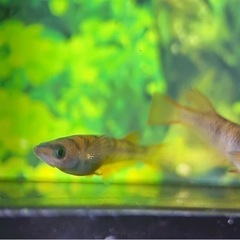 AW03R 若魚 1ペア メダカ めだかの画像