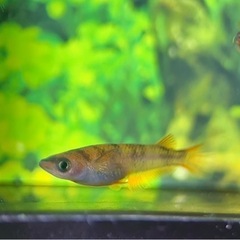 AW03R 若魚 1ペア メダカ めだかの画像