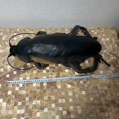 【中古】おおきなゴキブリ おもちゃ ゴム製 全長約50cmの画像