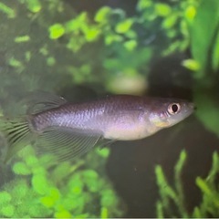 デビル リアルロングフィン 2ペア めだか メダカの画像