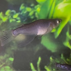 デビル リアルロングフィン 2ペア めだか メダカの画像