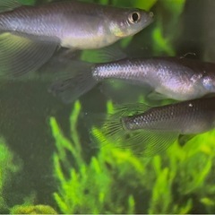 デビル リアルロングフィン 2ペア めだか メダカの画像
