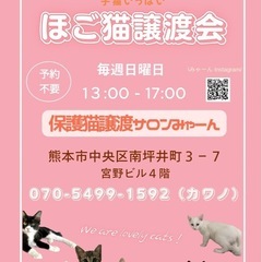 🐱保護猫譲渡サロンみゃーん♡ふれあい譲渡会🐱