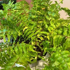 ネフロレピス・タイガー　シダ植物の画像