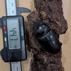 オオクワガタ ペア③の画像