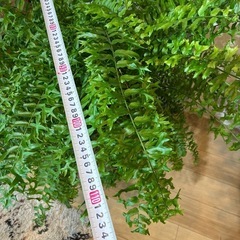 【極上】ネフロレピス・フィッシュテール　8号　シダ植物
の画像