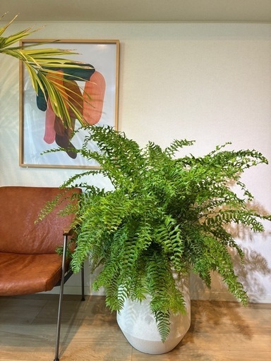 【極上】ネフロレピス・フィッシュテール　8号　シダ植物