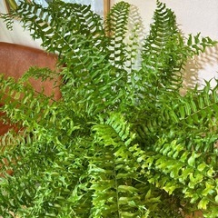 【極上】ネフロレピス・フィッシュテール　8号　シダ植物
の画像