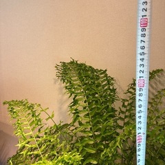 【極上】ネフロレピス・フィッシュテール　8号　シダ植物
の画像