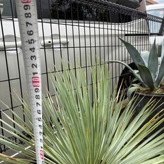 ユッカ・ロストラータ　の画像