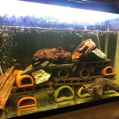 キンペコ1匹（熱帯魚） の画像