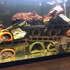 キンペコ1匹（熱帯魚） の画像