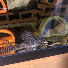 キンペコ1匹（熱帯魚） の画像