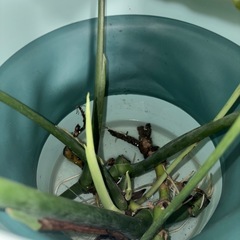 モンステラ
の画像