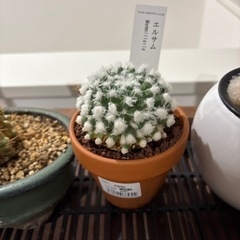 観葉植物
の画像