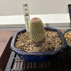 観葉植物
の画像
