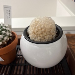 観葉植物
の画像