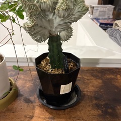 観葉植物の画像