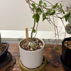 観葉植物の画像