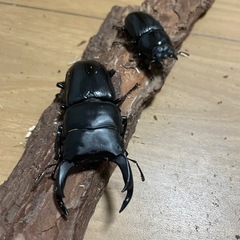 ㊹オオクワガタ 3頭セットの画像