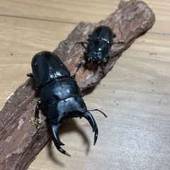 ㊹オオクワガタ 3頭セットの画像