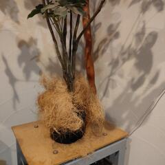 観葉植物の画像