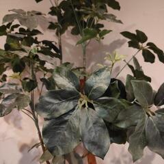 観葉植物の画像
