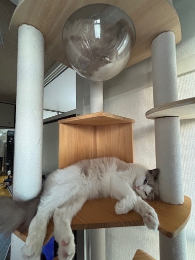 突っ張り　キャットタワー 　