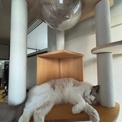 突っ張り　キャットタワー 　の画像