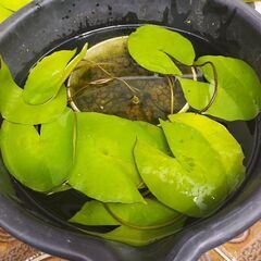 ビオトープ水草の画像