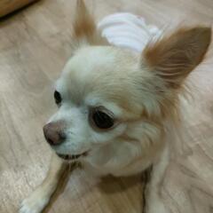 暇な時のLINE友達募集 - チャット