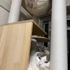 突っ張り　キャットタワー 　の画像