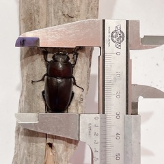 天然ノコギリクワガタ（埼玉県狭山市産）♂♀ペア（オス55mm、メス31mm）/2025.8.30野外採集の画像