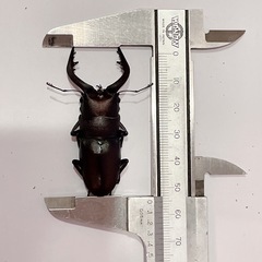 天然ノコギリクワガタ（埼玉県狭山市産）♂♀ペア（オス55mm、メス31mm）/2025.8.30野外採集の画像