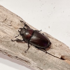 天然ノコギリクワガタ（埼玉県狭山市産）♂♀ペア（オス55mm、メス31mm）/2025.8.30野外採集の画像