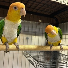 シロハラインコ baby誕生してます【有償里親募集】