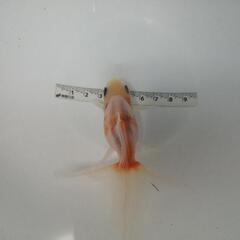 ☆オランダ獅子頭②  9.5cm前後 1匹 の画像