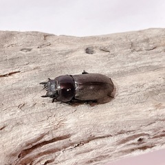 天然コクワガタ大型（埼玉県狭山市産）♂♀ペア（オス43mm、メス23mm）/2025.8.30野外採集の画像