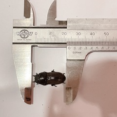 天然コクワガタ大型（埼玉県狭山市産）♂♀ペア（オス43mm、メス23mm）/2025.8.30野外採集の画像