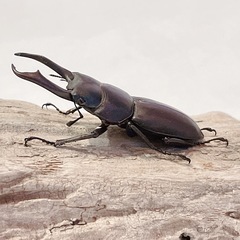 天然コクワガタ大型（埼玉県狭山市産）♂♀ペア（オス43mm、メス23mm）/2025.8.30野外採集の画像
