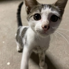 生後3〜４ヶ月　子猫　里親募集