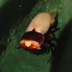 ドルクスヤクシャ ペア No.3の画像