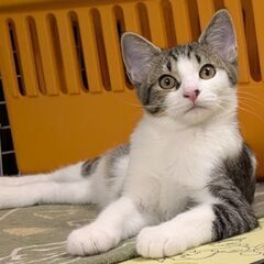 【ほろ】里親募集中